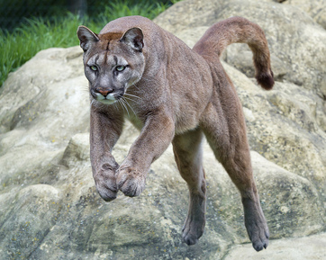 names for cougars